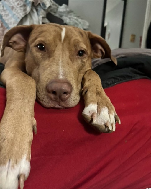 Scooby