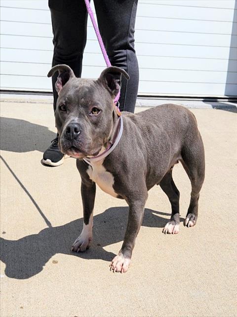 Adoptable Dog