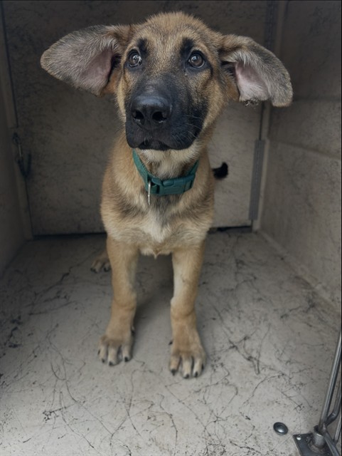 Dobby