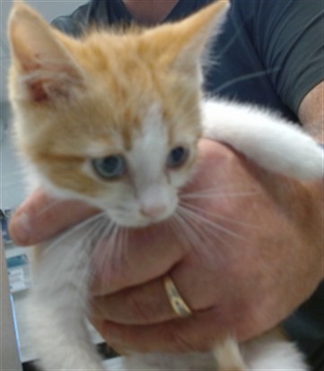 Adoptable Cat