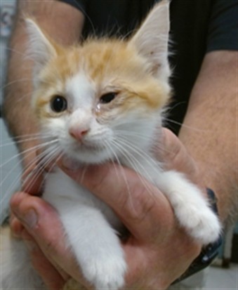 Adoptable Cat