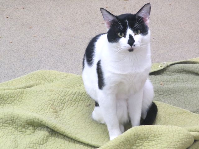 Adoptable Cat
