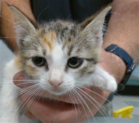 Adoptable Cat