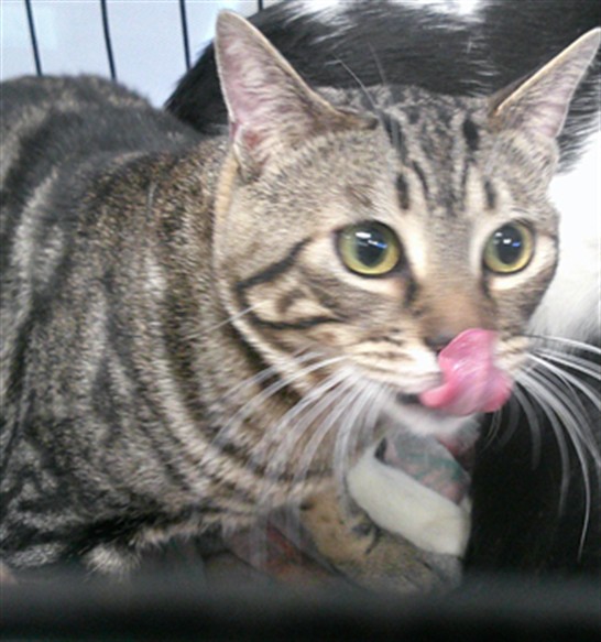 Adoptable Cat