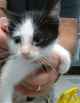 Adoptable Cat