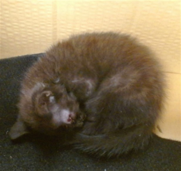Adoptable Cat