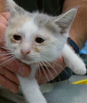 Adoptable Cat