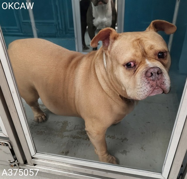 Adoptable Dog