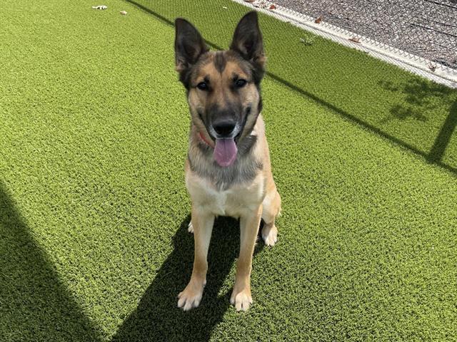 Nova