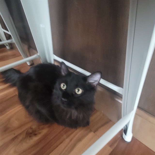 Cleo