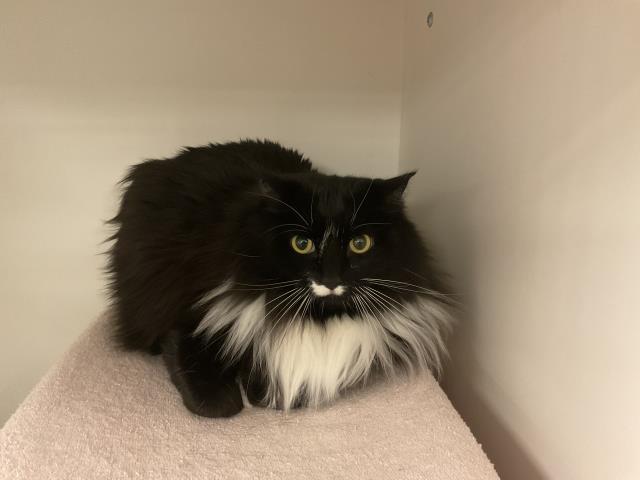 Jaz - Adoption Pending