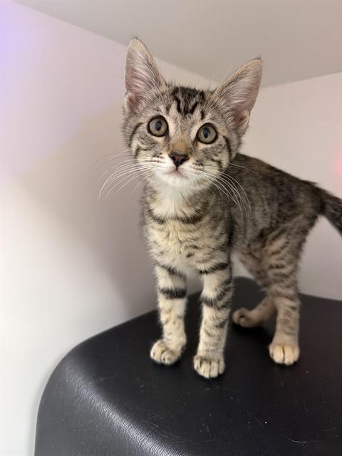 Anna - Adoption Pending