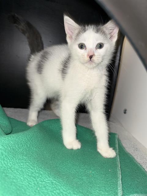 Goldie - Adoption Pending