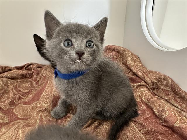 Mantu - Adoption Pending