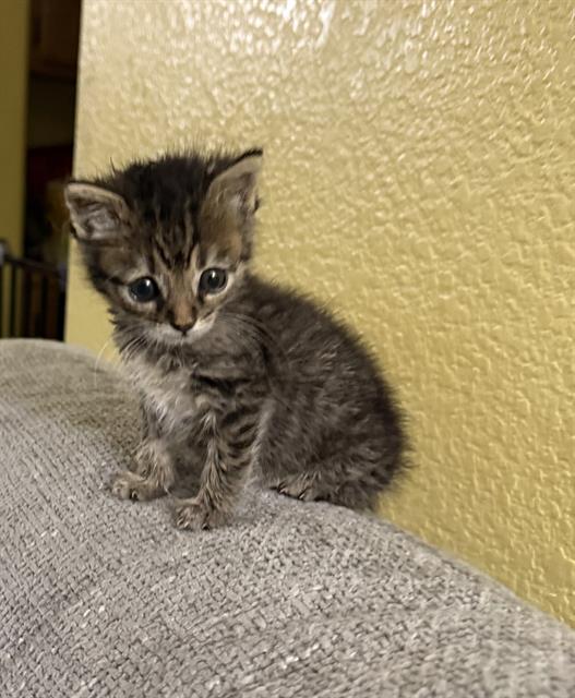 Nora - In Foster