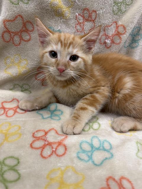 Scotch - Adoption Pending