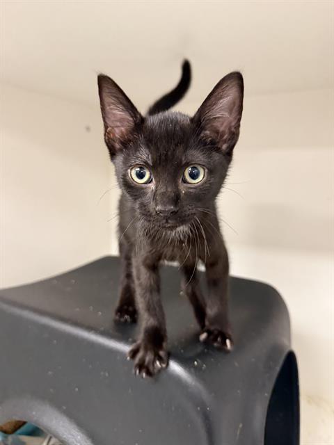 Prince - Adoption Pending