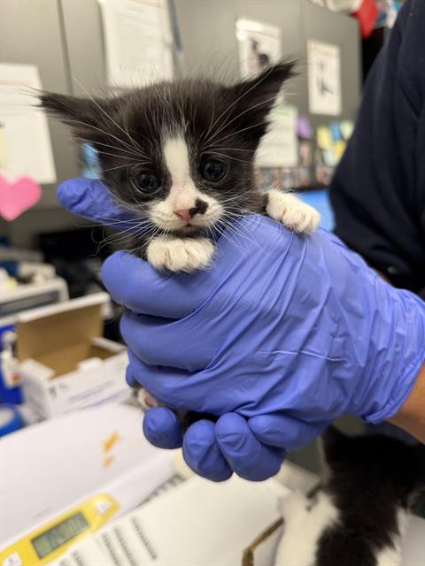 Chibi - Adoption Pending