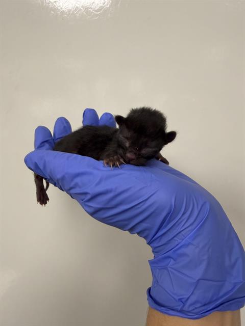 Nyx - Needs A Foster