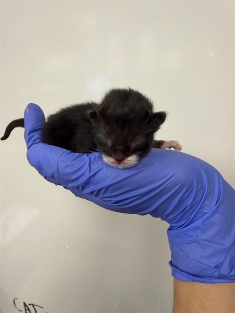 Erebus - Needs A Foster
