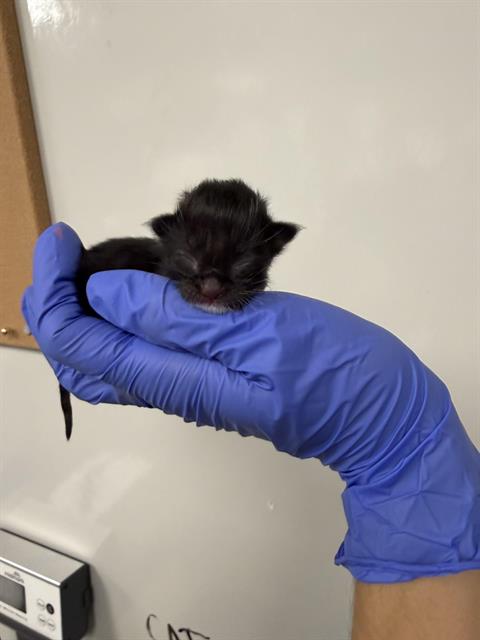 Noctis - Needs A Foster