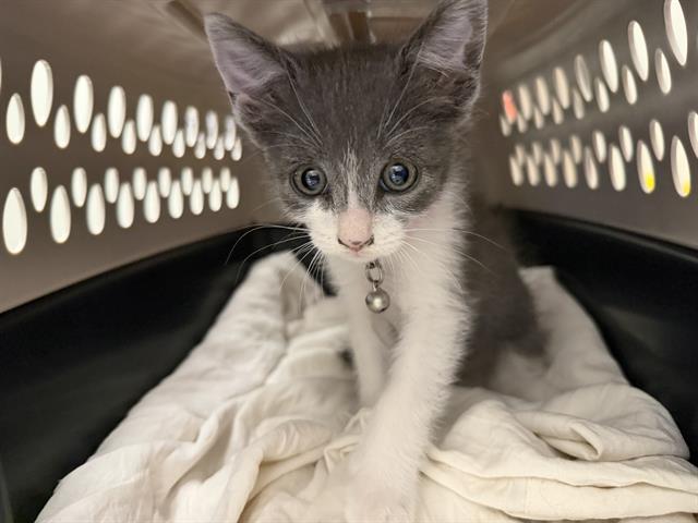 Belle - Adoption Pending