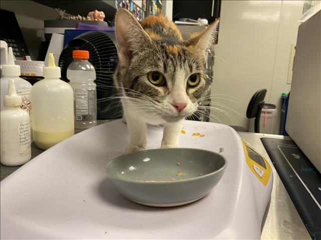 Cleo