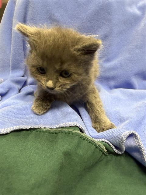 Poppy - In Foster