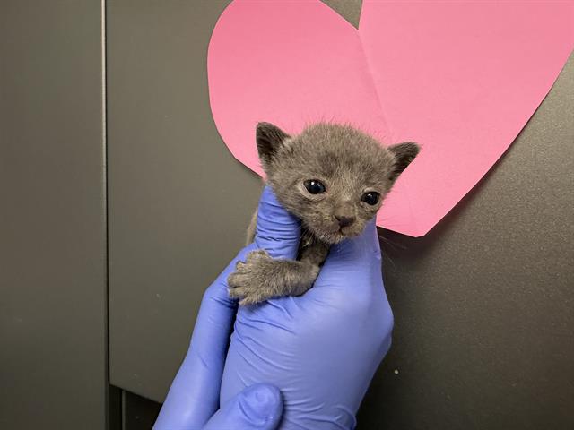 Needs A Foster