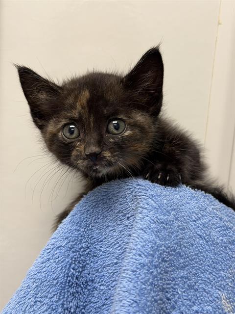 Cutie - Needs A Foster