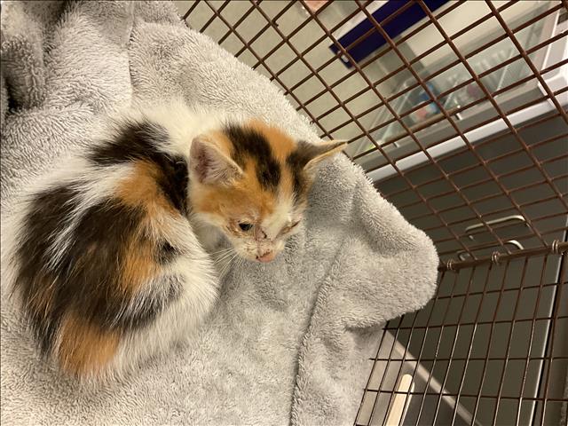Honey - Needs A Foster