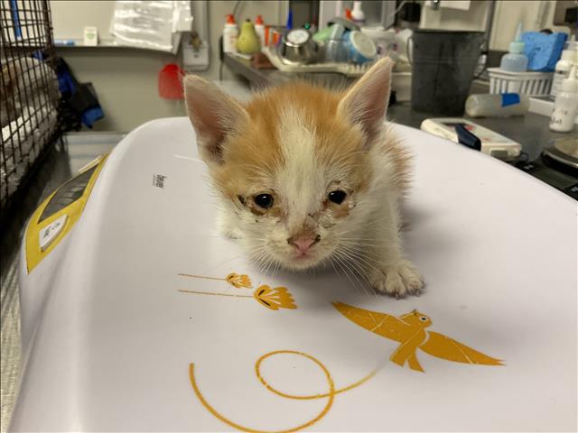 Peaches - Needs A Foster