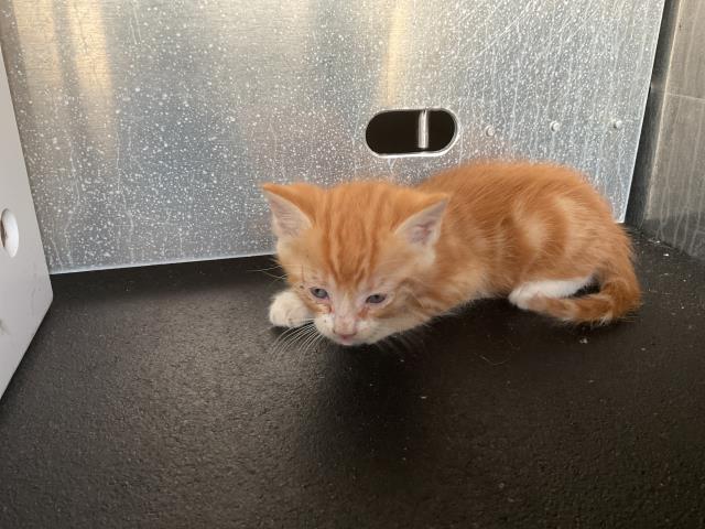 Rickon - In Foster