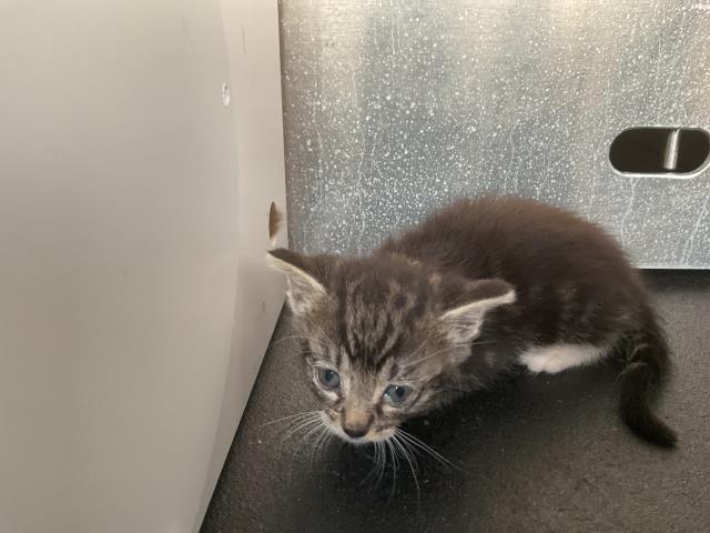 Robb - In Foster