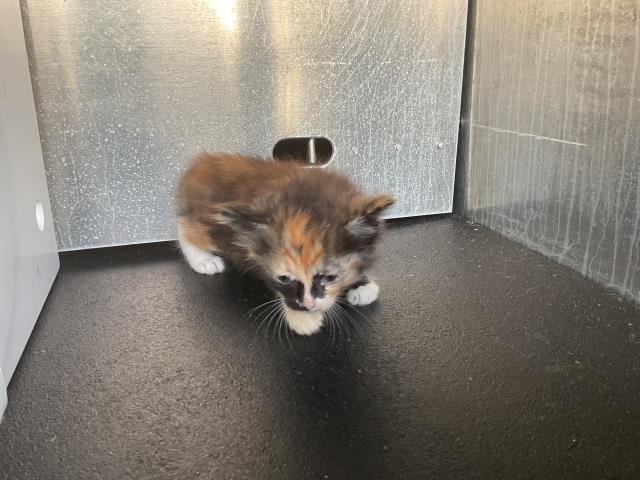 Arya - Adoption Pending