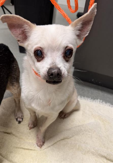 Bailey -Adoption Pend