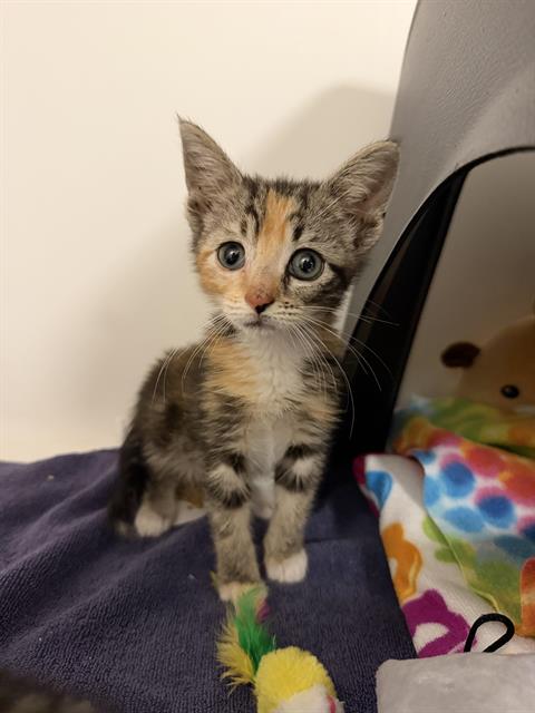 Junie - Needs A Foster