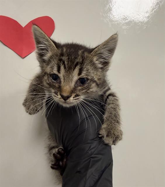 Rue - Needs A Foster