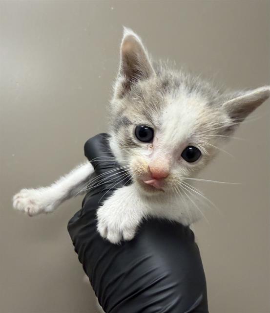 Lily - Adoption Pending