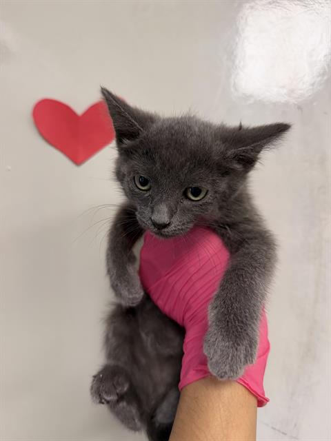 Chloe - In Foster