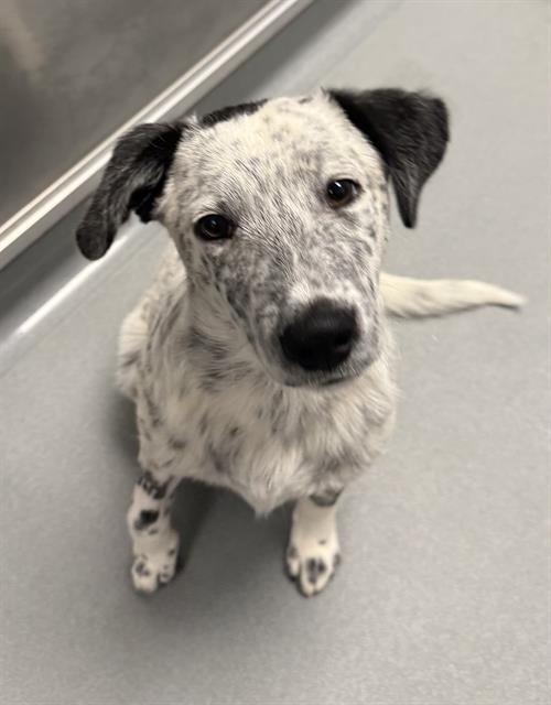 Chip - In Foster