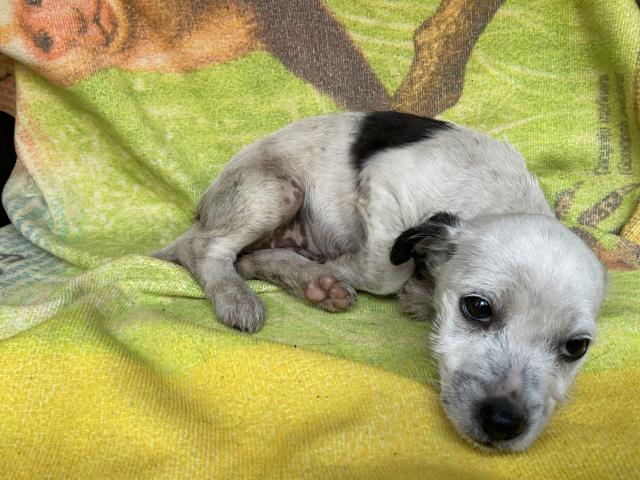 Egypt - Adoption Pending