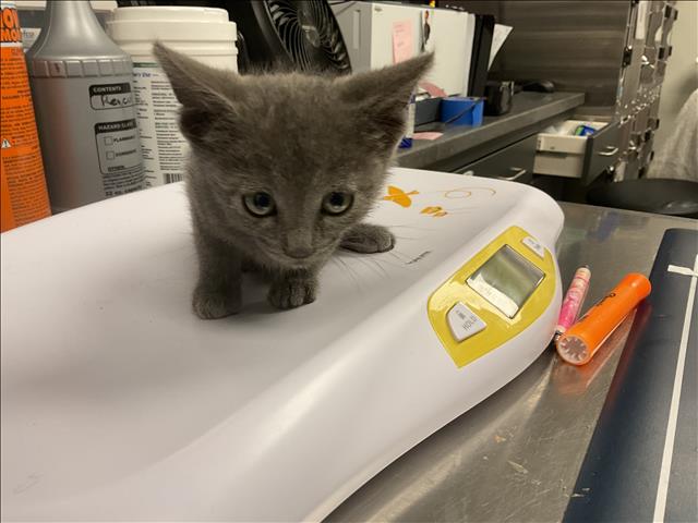 Critter - Needs Foster