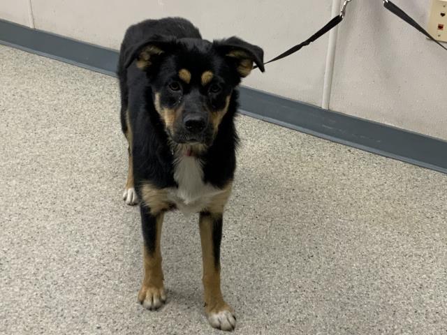 Adoptable Dog