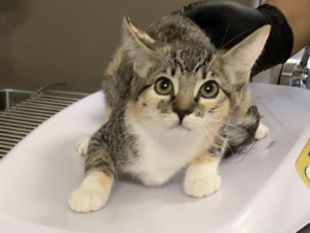 Adoptable Cat