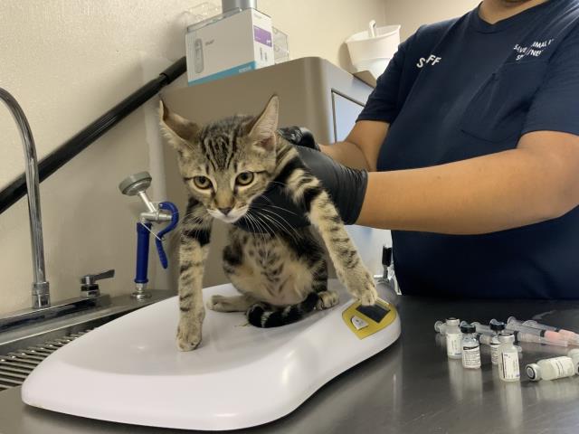Adoptable Cat