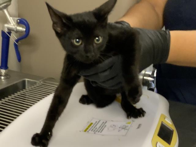 Adoptable Cat
