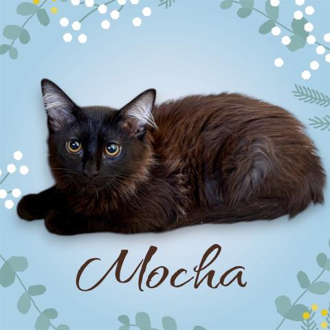 *Mocha