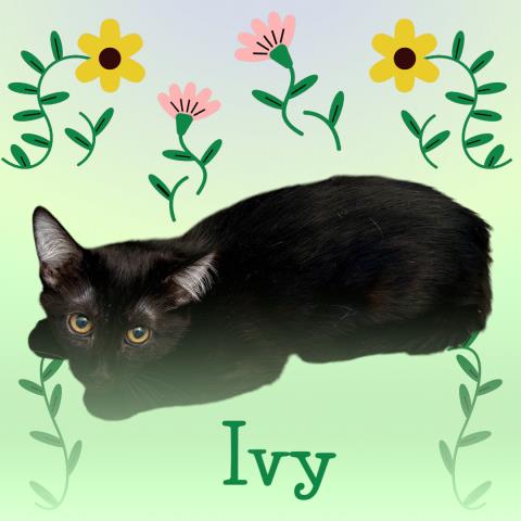 *Ivy