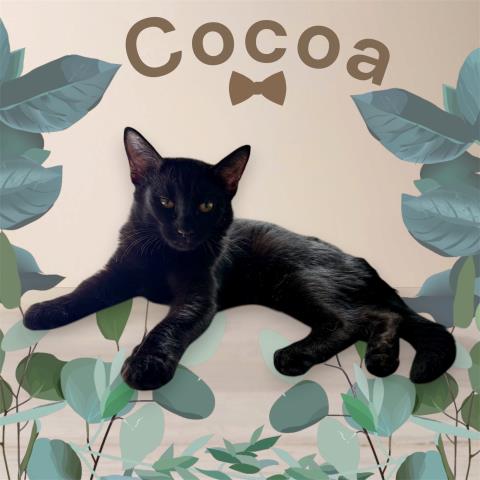 *Cocoa